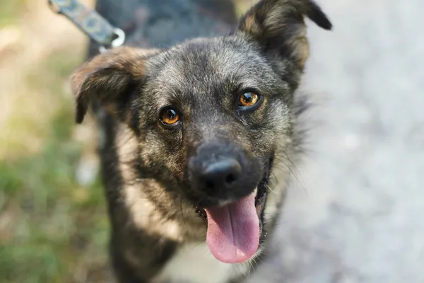 Pies do adopcji, Nowodwór, 19 lipca 2024 (1/5)