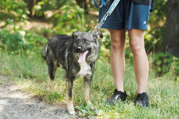 Pies do adopcji, Nowodwór, 19 lipca 2024 (2/5)