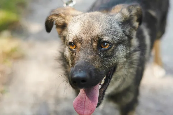 Pies do adopcji, Nowodwór, 19 lipca 2024 (4/5)