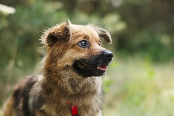 Pies do adopcji, Nowodwór, 19 lipca 2024 (1/5)