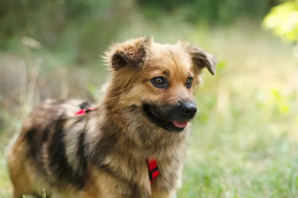 Pies do adopcji, Nowodwór, 19 lipca 2024 (2/5)