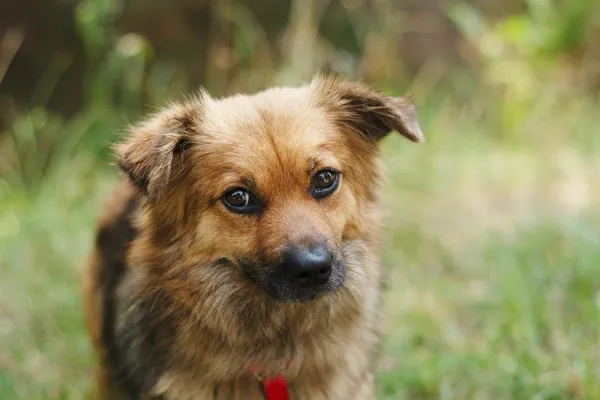 Pies do adopcji, Nowodwór, 19 lipca 2024 (5/5)