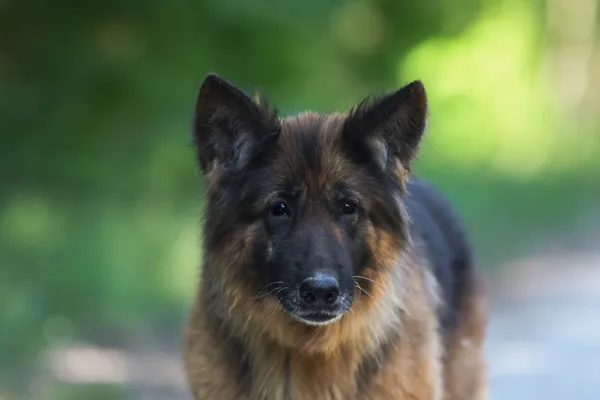 Pies do adopcji, Nowodwór, 19 lipca 2024 (1/5)