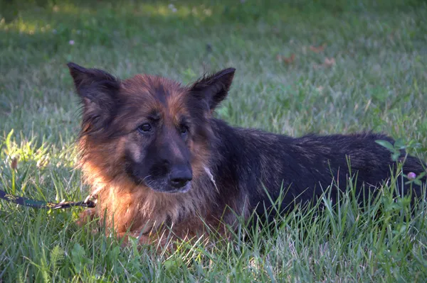 Pies do adopcji, Nowodwór, 19 lipca 2024 (3/5)