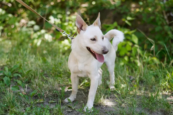 Pies do adopcji, Nowodwór, 19 lipca 2024 (5/5)