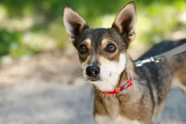 Pies do adopcji, Nowodwór, 19 lipca 2024 (1/5)