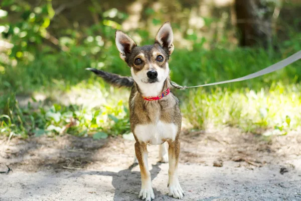 Pies do adopcji, Nowodwór, 19 lipca 2024 (3/5)