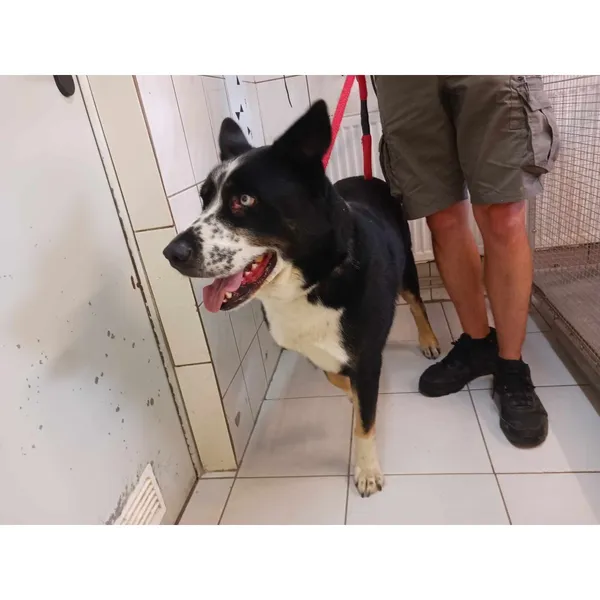 Znaleziono psa, Białystok, 18 lipca 2024