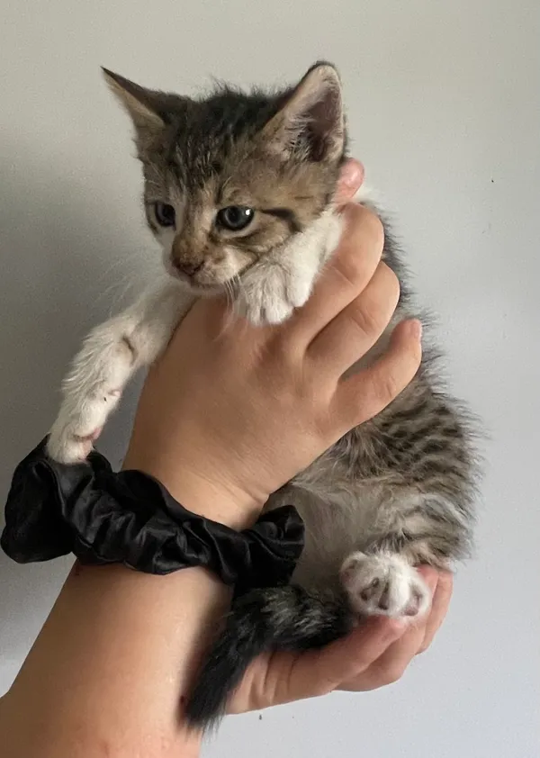 Znaleziono kota, Lublin, 19 lipca 2024