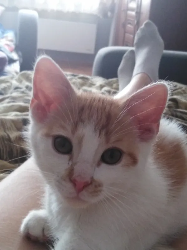 Zaginął kot, Łódź, 20 lipca 2024