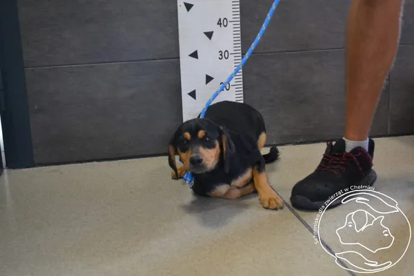 Znaleziono psa, Chełmek, 20 lipca 2024