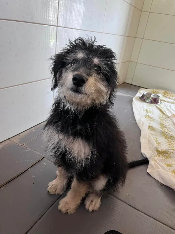 Pies do adopcji, Sosnowice, 11 lipca 2024 (1/2)