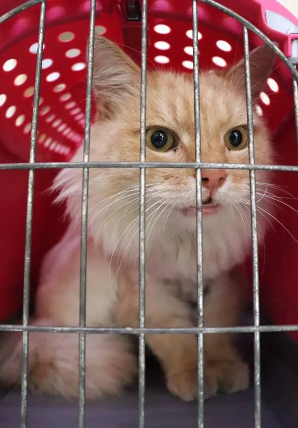 Znaleziono kota, Łódź, 20 lipca 2024