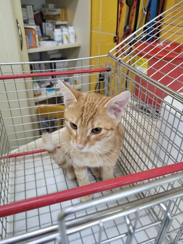 Znaleziono kota, Łódź, 20 lipca 2024 (1/3)