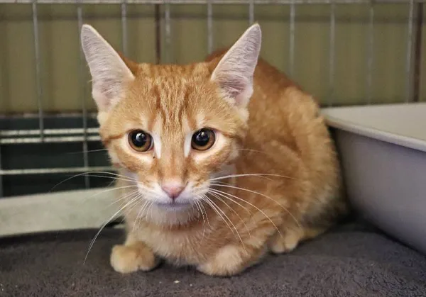 Znaleziono kota, Łódź, 20 lipca 2024 (3/3)