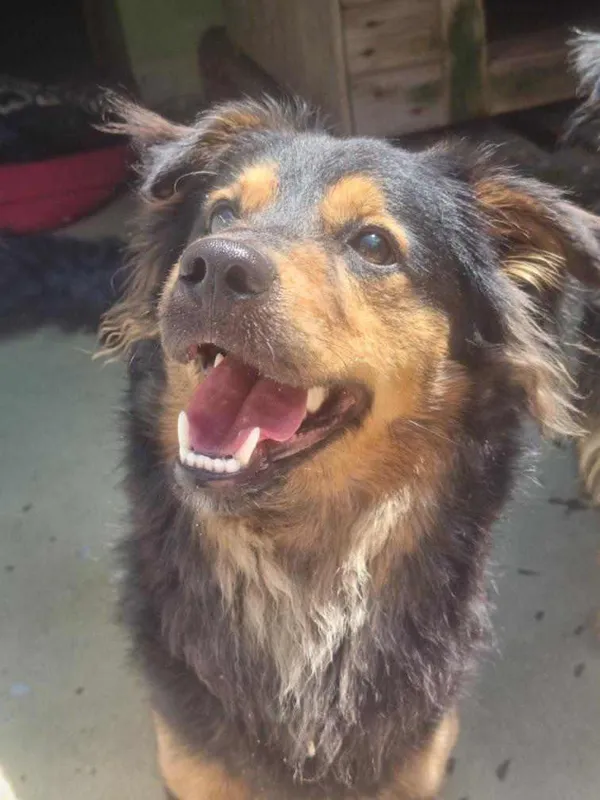 Pies do adopcji, Żywiec, 20 lipca 2024 (2/3)