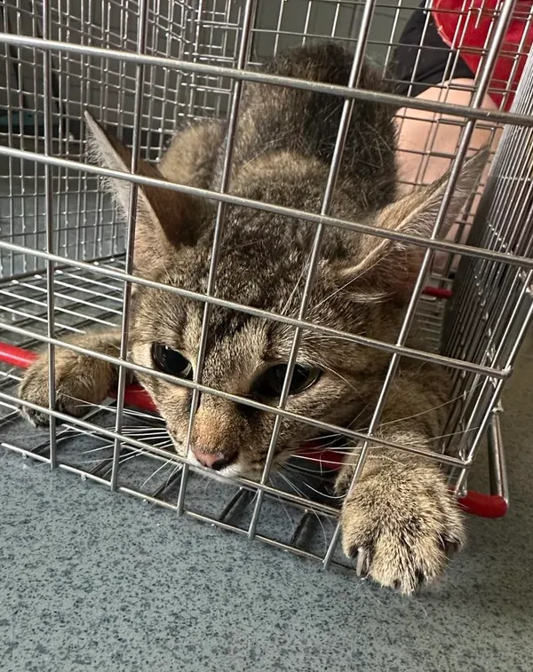 Znaleziono kota, Lublin, 20 lipca 2024