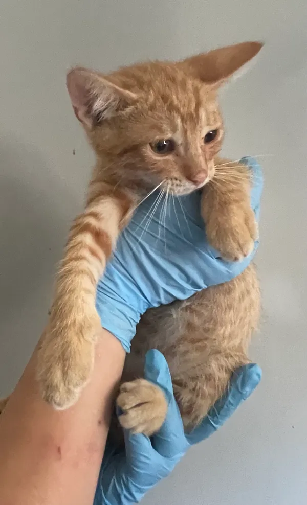 Znaleziono kota, Lublin, 20 lipca 2024