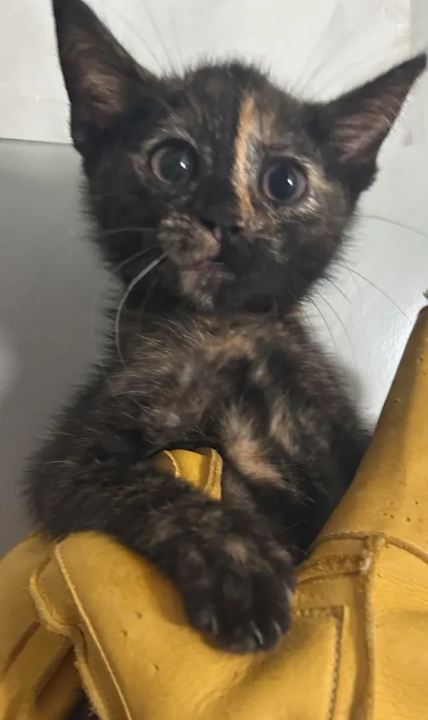 Znaleziono kota, Lublin, 20 lipca 2024