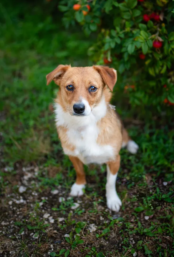 Oddam psa, Skierniewice, 21 lipca 2024 (1/5)