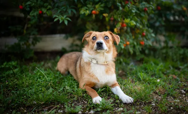 Oddam psa, Skierniewice, 21 lipca 2024 (3/5)