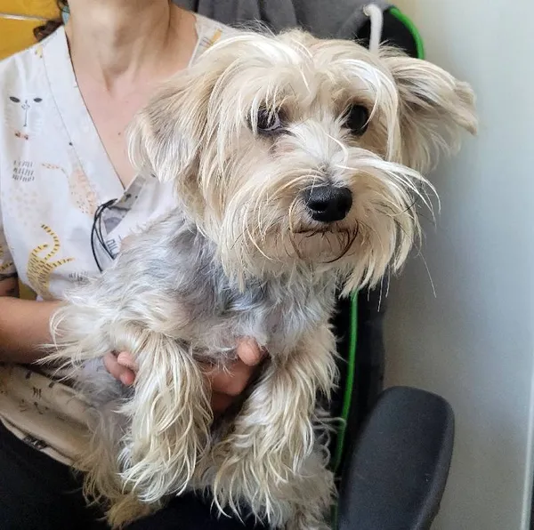 Znaleziono psa, Łódź, 21 lipca 2024 (1/4)