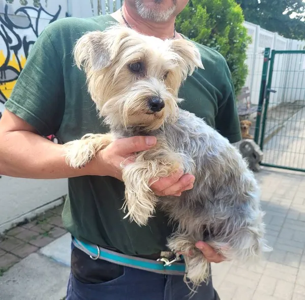 Znaleziono psa, Łódź, 21 lipca 2024 (3/4)