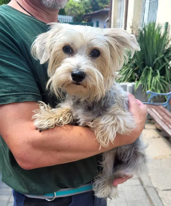 Znaleziono psa, Łódź, 21 lipca 2024 (4/4)