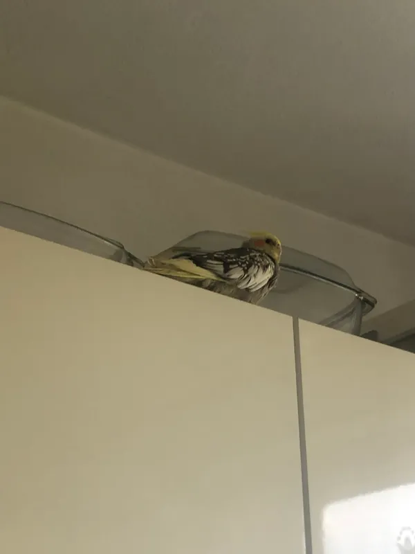 Znaleziono zwierzę, Kraków, Płaszów, 21 lipca 2024