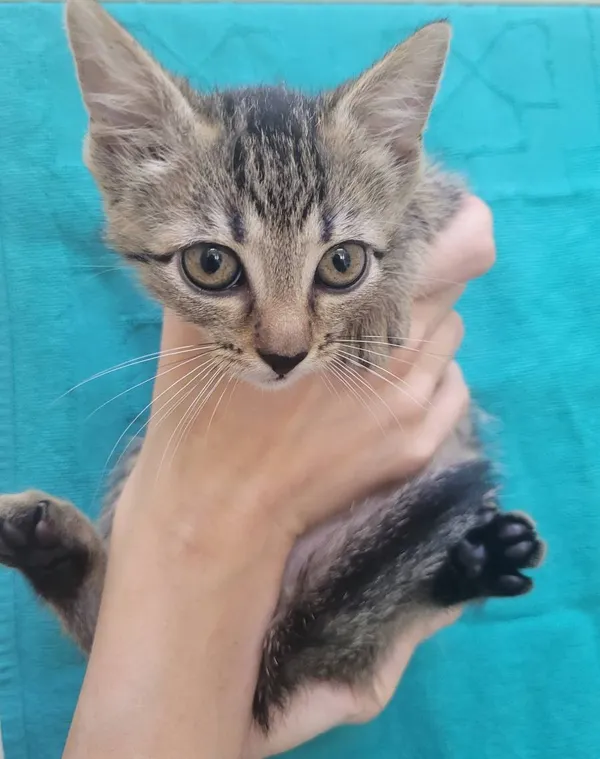 Znaleziono kota, Łódź, 21 lipca 2024 (1/4)