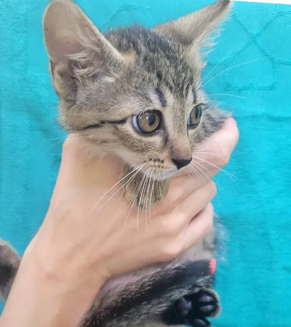 Znaleziono kota, Łódź, 21 lipca 2024 (2/4)