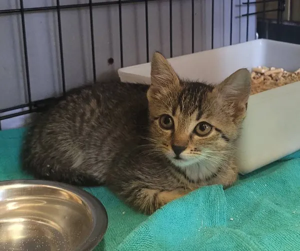 Znaleziono kota, Łódź, 21 lipca 2024 (4/4)