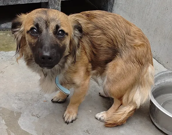 Znaleziono psa, Lublin, 20 lipca 2024