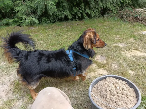 Zaginął pies, Worsy, 21 lipca 2024 (1/5)