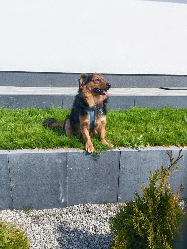 Zaginął pies, Worsy, 21 lipca 2024 (2/5)