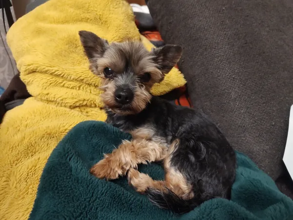 Zaginął pies, Terespotockie, 22 lipca 2024