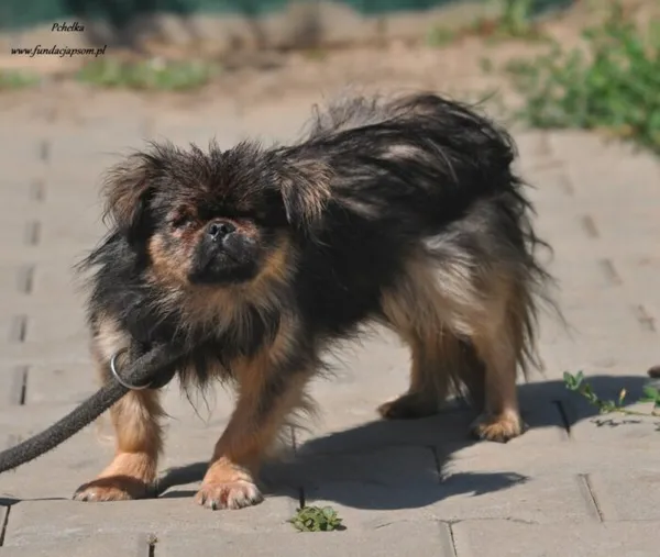 Pies do adopcji, Nowy Dwór Mazowiecki, 21 lipca 2024 (1/3)