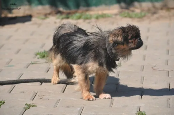 Pies do adopcji, Nowy Dwór Mazowiecki, 21 lipca 2024 (2/3)