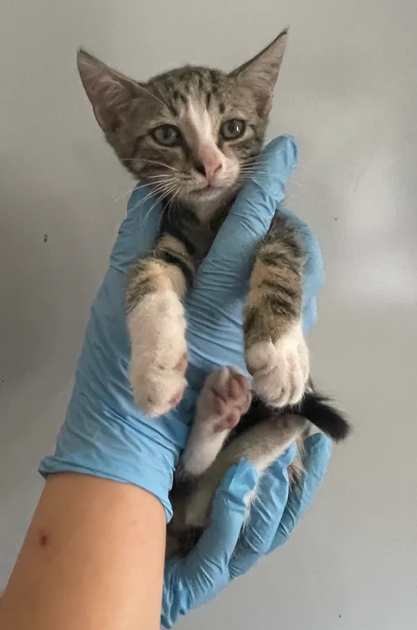 Znaleziono kota, Lublin, 20 lipca 2024