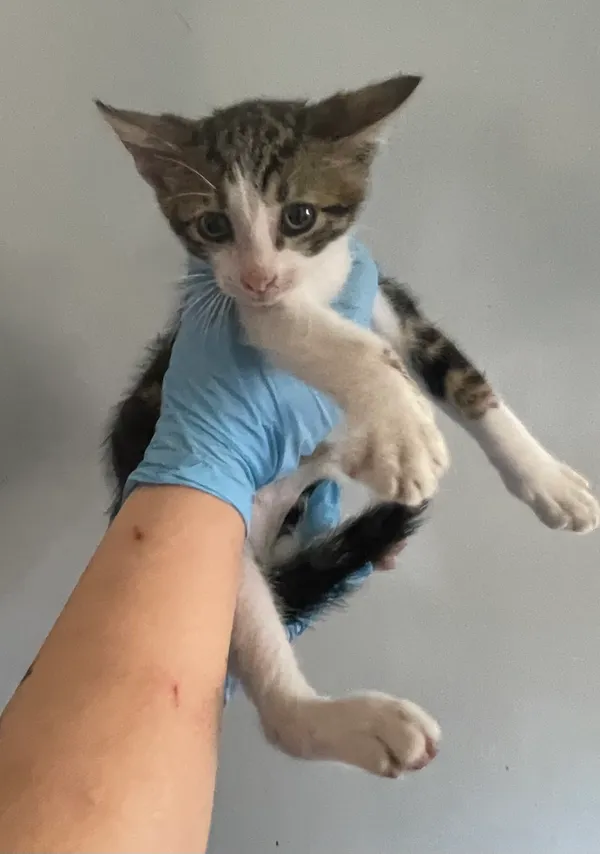 Znaleziono kota, Lublin, 20 lipca 2024