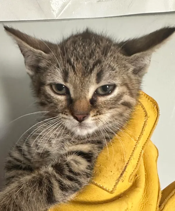 Znaleziono kota, Lublin, 20 lipca 2024