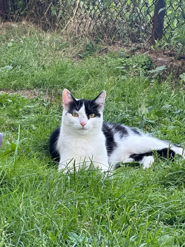 Zaginął kot, Łódź, 21 lipca 2024