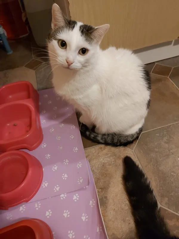 Zaginął kot, Łódź, 21 lipca 2024