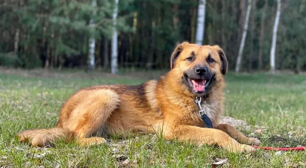 Pies do adopcji, Pieczyska, 21 lipca 2024 (1/5)