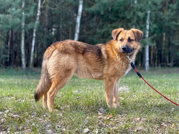 Pies do adopcji, Pieczyska, 21 lipca 2024 (3/5)