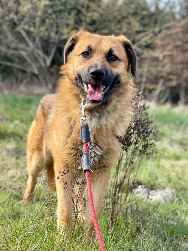 Pies do adopcji, Pieczyska, 21 lipca 2024 (4/5)