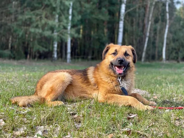 Pies do adopcji, Pieczyska, 21 lipca 2024 (5/5)