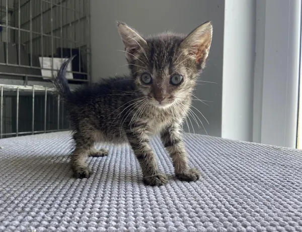 Kot do adopcji, Świdnica, 26 czerwca 2024