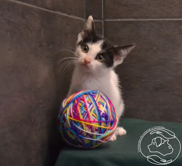 Kot do adopcji, Chełmek, 10 czerwca 2024