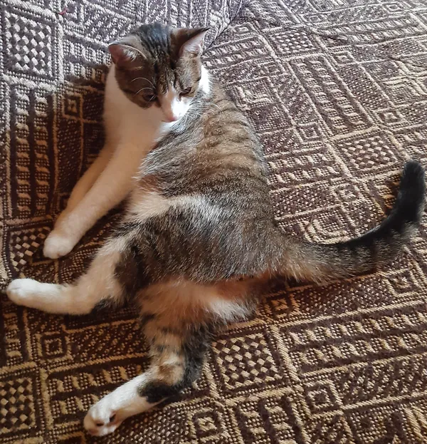 Zaginął kot, Łódź, Zarzew, 22 lipca 2024